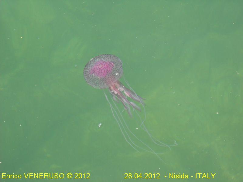 3 - Medusa - Jellyfish.jpg